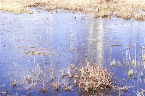 Spring reflections stock photo. Image of pond, blue, landscape - 90773468