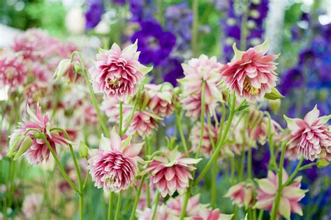 Aquilegia Vulgaris Var Stellata Nora Barlow Columbine