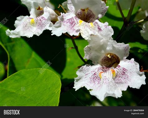 Southern Catalpa Tree Image & Photo (Free Trial) | Bigstock