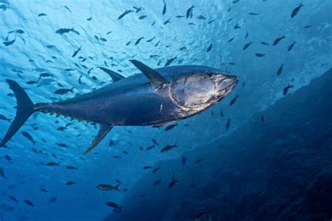 What's the Diffrence BetweenTuna and Yellowtail? - American Oceans