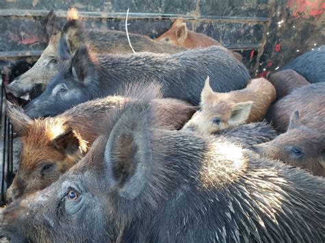 Feral Hogs Are On The Move In Texas Here S Where They Re Headed