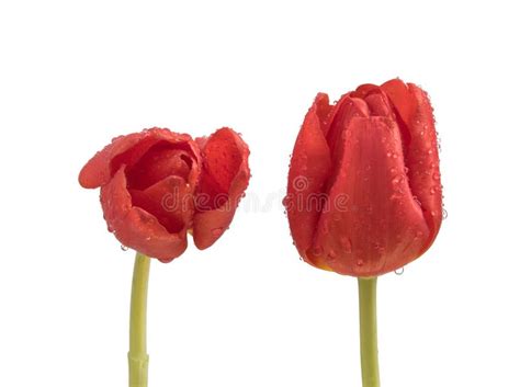 Duas Tulipas Vermelhas Molhadas Em Um Fundo Branco Limpo Foto De Stock