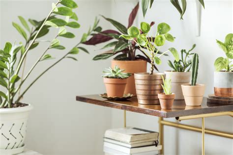 Best Low Light Indoor Plants For Your Home