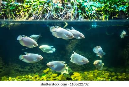 Fish Piranhas Water Amazon River Diving Stock Photo 1188622735 ...