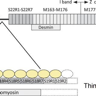 A schematic presentation of the nebulin protein and some of its known ...