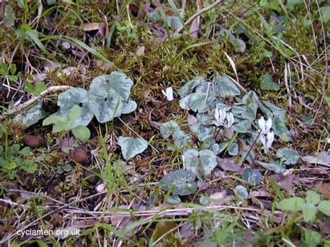 Cyclamen Balearicum Cyclamen Society