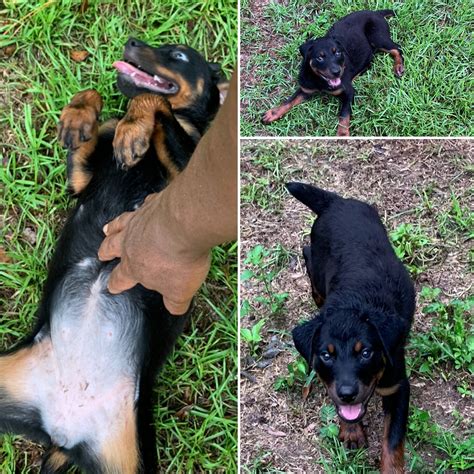 How To Know If My Female Rottweiler Is Pregnant