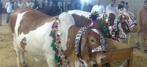 My “Hissa” this Bakra Eid! | Pakistan Insider