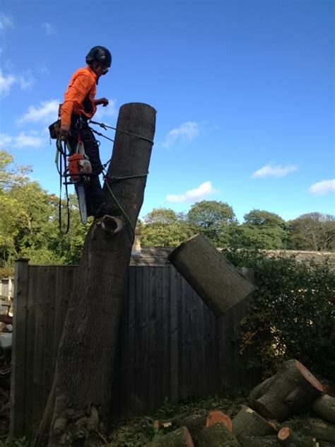 Photos Grenoside Tree Services Tree Surgeons In Sheffield