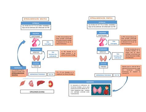 Retroalimentación Positiva Y Negativa Docsity