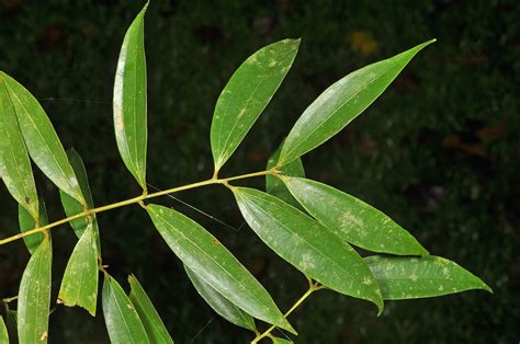 Cinnamomum Plant Lauraceae Image At Phytoimages Siu Edu