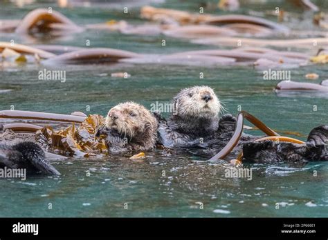 Mother And Pup Sea Otter Enhydra Lutris Rafting In The Kelp In The