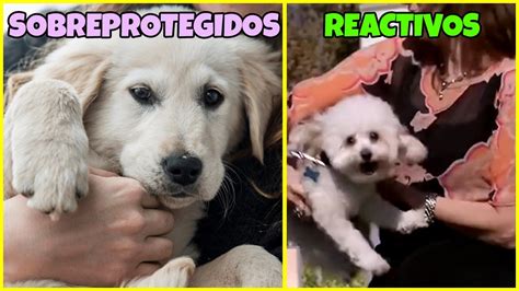 Agresividad y Reactividad Canina Diagnóstico y Soluciones Dalecan