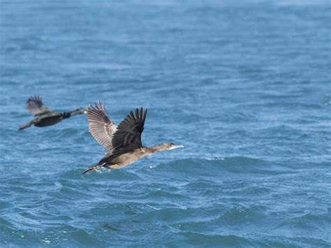 Isle of Islay | Wildlife Tour | Wilderness Scotland