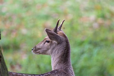 Deer Fallow Antler Free Photo On Pixabay Pixabay