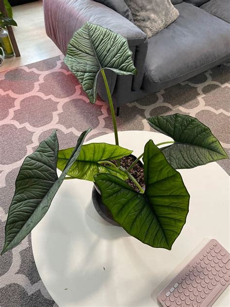 Alocasia Bisma Healthy And With New Leaf Furniture Home Living