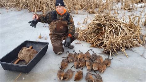 Muskrat Trapping 2015 Part 2 Youtube