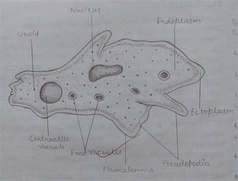 AMOEBA. Easy diagram of an Amoeba. Labeled diagram. Biology diagrams ...