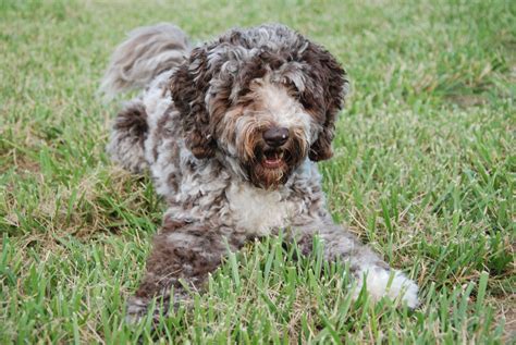 Australian Labradoodle Growth Calculator at Harold Eugene blog