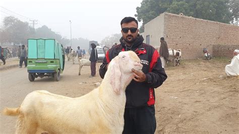 Wednesday Update Lahore Bakra Mandi Shahpur Kanjra Sj Livestock Youtube