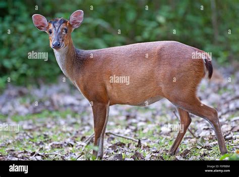 Barking deer hi-res stock photography and images - Alamy