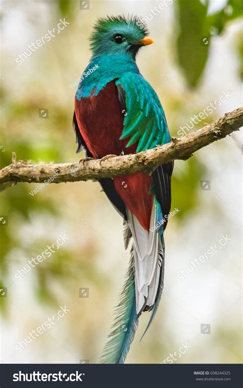 Flying Resplendent Quetzal Pharomachrus Mocinno Savegre Stock Photo