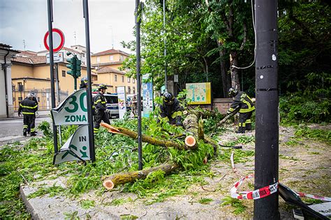 Paura In Via Farini Crollato Un Grosso Ramo Di Un Albero Dell Orto