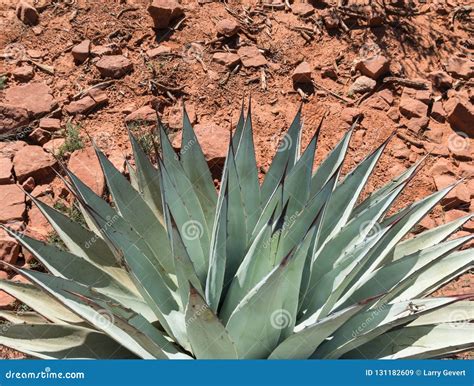 Agave Plant Near Sedona Arizona Stock Image Image Of Forms Aloe