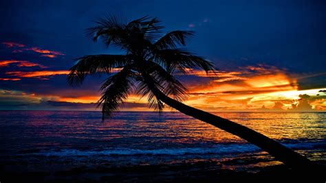 Palm Tree Nature Tropical Sunset