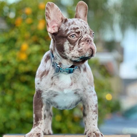 Is The Solid Rojo Merle The 1 Coolest Frenchie Color