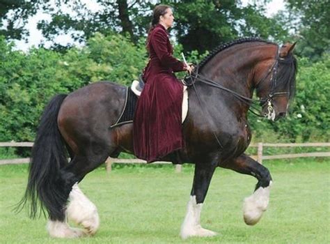 Shire vs Clydesdale - Find out which breed is More Popular (2022 ...