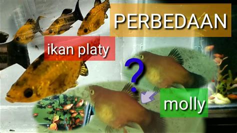 Kenali Perbedaan Ikan Platy Dan Molly Golden Black Youtube