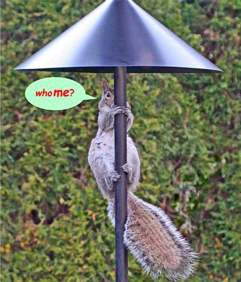 Protect Your Bird Feeders Keep Squirrels Out With Proven Tips