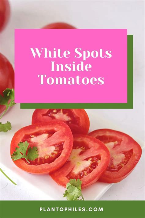 White Spots Inside Tomatoes Worst Causes