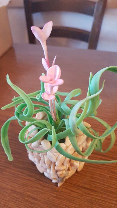 piantina  porcellana fredda  la casa   te produzioni