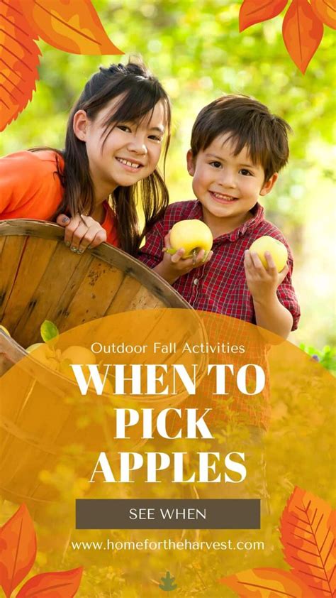 When to pick apples a harvest season guide – Artofit