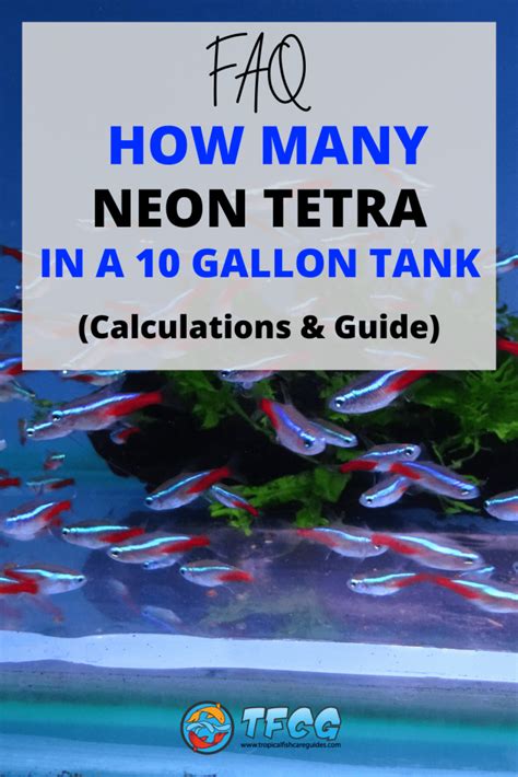 How Many Neon Tetras In A 10 Gallon Tank Is 10 Gallons Enough Room