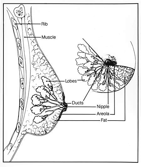 Top Surgery Nonbinary Wiki