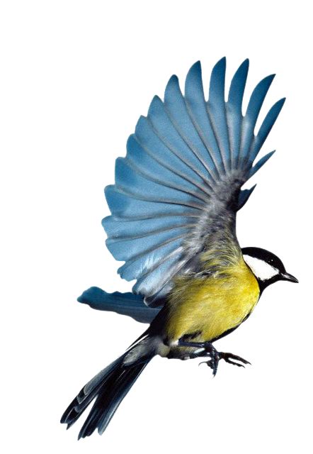 Flying Bird Png Transparent Images