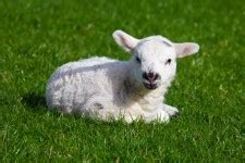 Lamb Baby Sheep Free Stock Photo - Public Domain Pictures