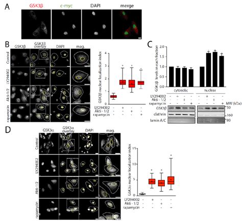 Inhibition Of Pi3kaktmtorc1 Signals Promotes Gsk3β Nuclear