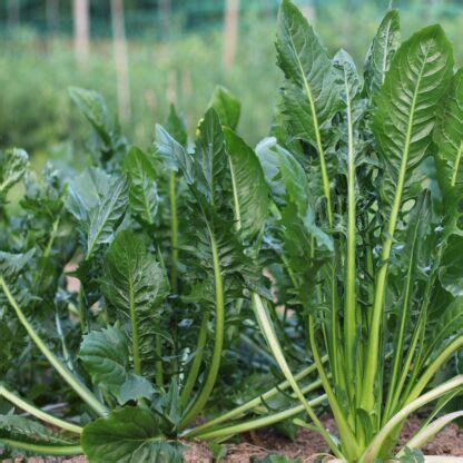 Chicory Catalogna Gigante Di Chioggia Sm Organic Vital Seeds