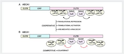 Interplay Between Mirnas And Hur In The Post Transcriptional Regulation