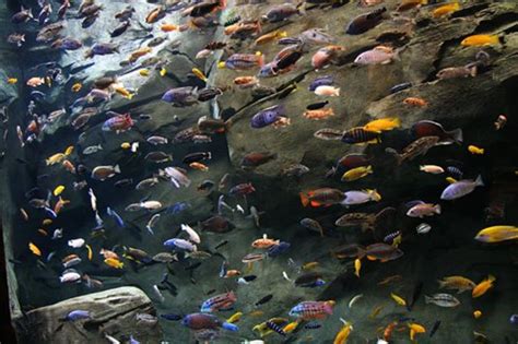 Cichlid Fish Top Things You Need To Know Pethelpful