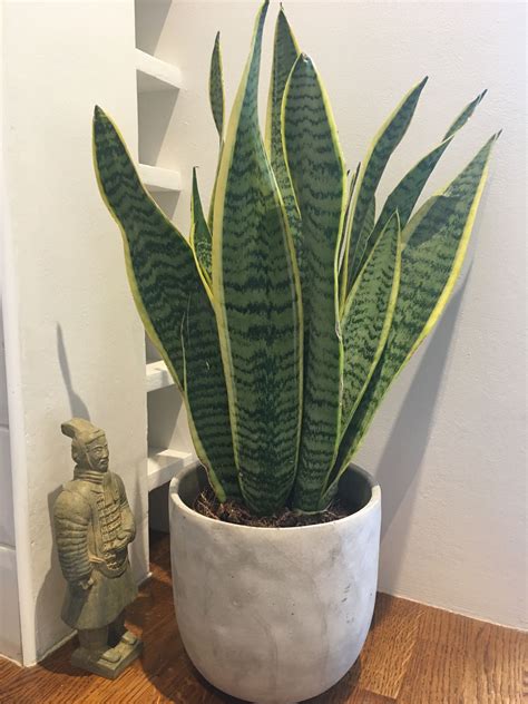 Snake Plant Producing Oxygen