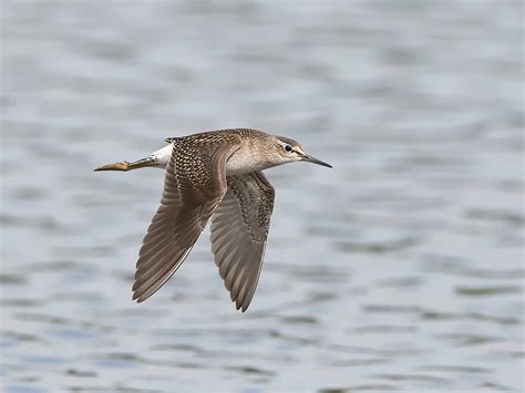 Wood Sandpiper Bird Facts (Tringa glareola) | Birdfact