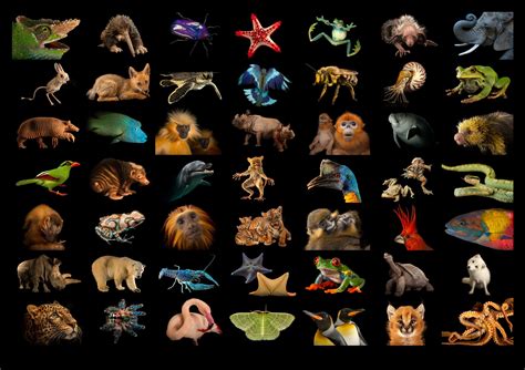 15 Years Of Photo Ark Joel Sartore