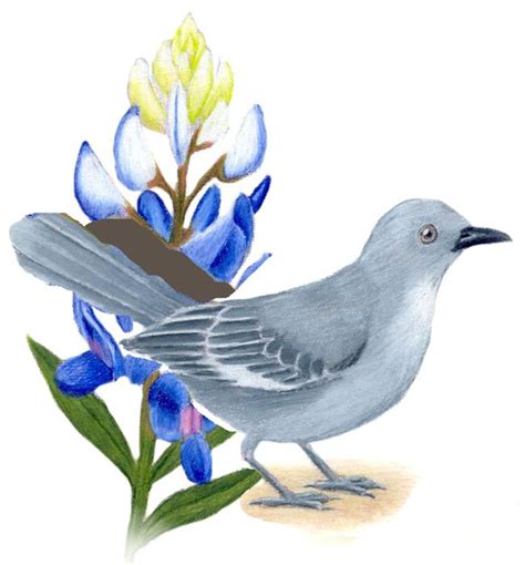 Texas State Bird And Flower Mockingbird Mimus Polyglottos And