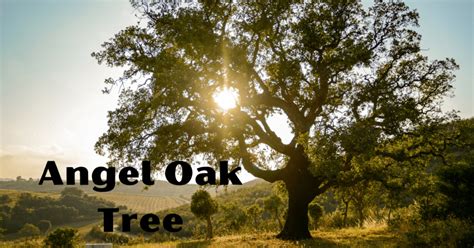 Where is Angel Oak Tree? Discovering a Majestic Natural Monument ...