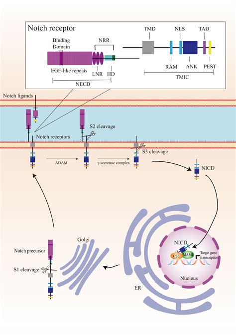 Frontiers Notch Signaling Hypoxia And Cancer